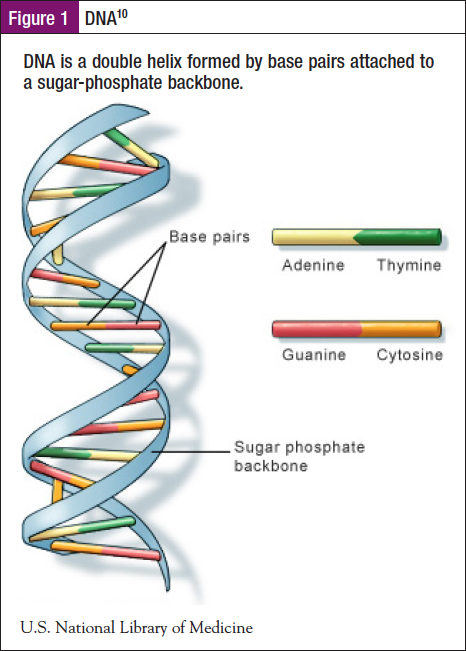 Figure 1 DNA