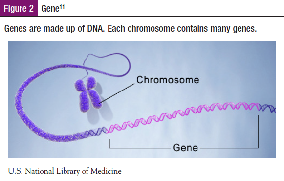 Figure 2 Gene