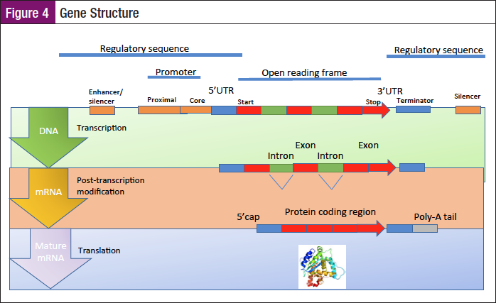 Figure 4 Gene Structure